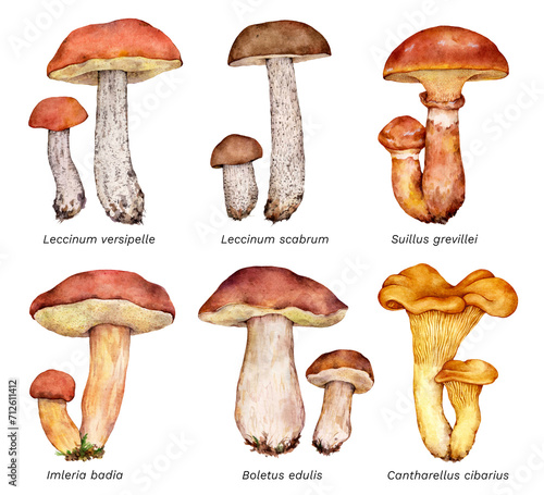 Watercolor set of mushrooms: Leccinum versipelle, Leccinum scabrum, Suillus grevillei, Imleria badia, Boletus edulis, Cantharellus cibarius. Hand drawn mushroom illustration on white background.