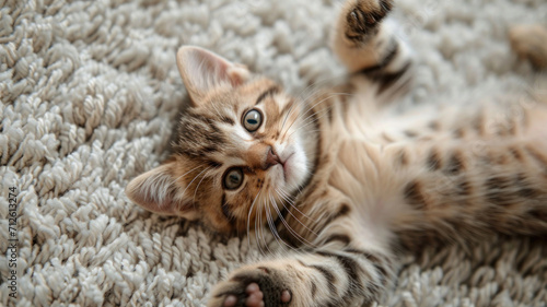 A cute little cat lies on its back on a wool carpet and wants to be scratched