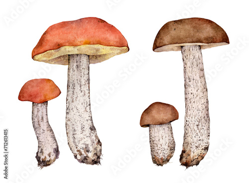 Watercolor Boletus testaceoscaber or the orange birch bolete mushroom (Leccinum versipelle) and rough-stemmed bolete, scaber stalk or birch bolete mushroom (Leccinum scabrum). Hand drawn illustrations