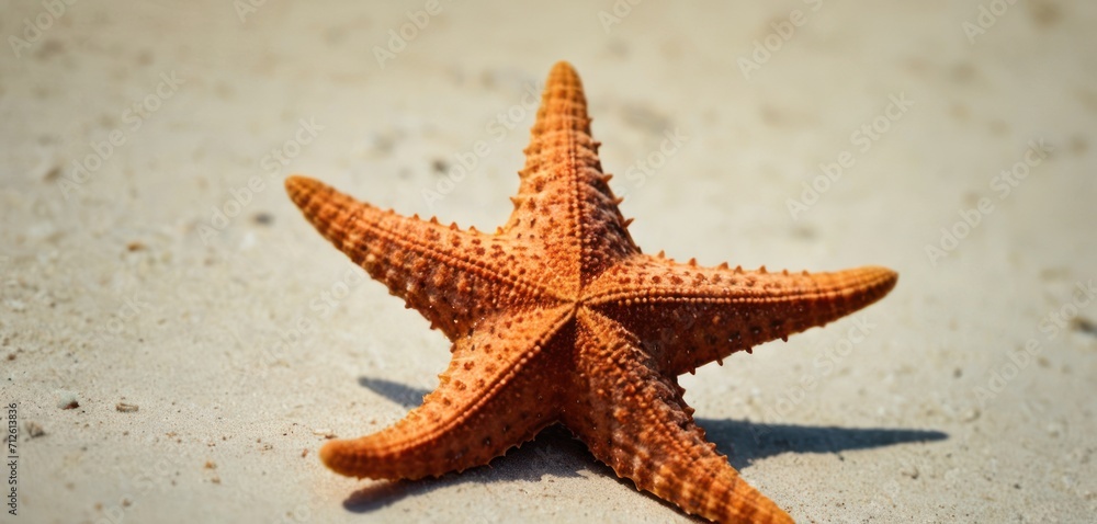 a close up of a starfish on a sandy beach with a blue sky in the background and a shadow of the starfish on the sand and bottom of the starfish. a close up of a starfish on a sandy beach with a blue sky in the background and a shadow of the starfish on the sand and bottom of the starfish.
