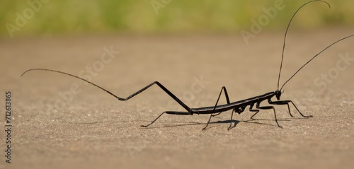  a close up of a praying mantissa on the ground with it's legs stretched out and it's head in the middle of the frame of the frame.