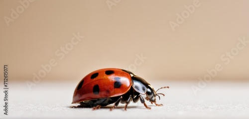  a close up of a ladybug on the ground with it's back legs spread out and it's head resting on the back end of the ground.