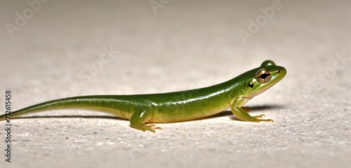  a close up of a small green lizard on a white surface with a black spot in the middle of the body and a black spot in the middle of the body of the body of the body of the body of the body.