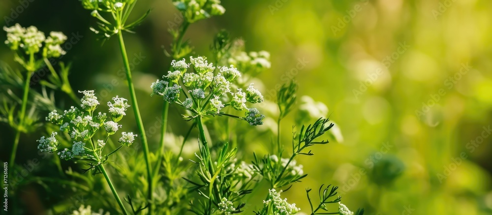 Cumin plant with small flowers. - obrazy, fototapety, plakaty 