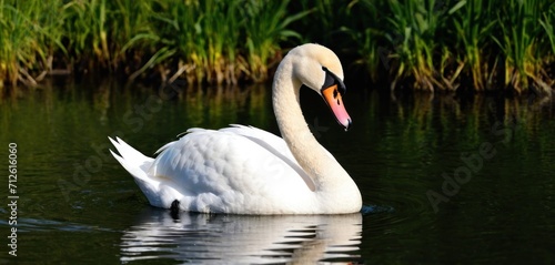  a white swan floating on top of a lake next to a lush green grass covered forest filled with lots of tall green grass and a pink beak in the center of it s.