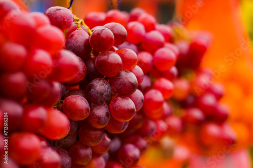 Bunches of red grapes on the vine.