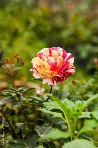 Claude Monet's Rose in the Garden