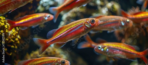 Colorful fish species (Chrysoblephus laticeps) in red. photo