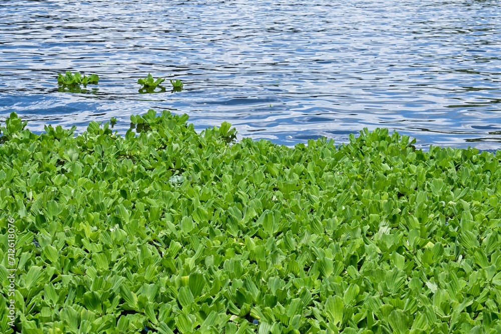 Water cabbage on river with copy space Water cabbage on river with copy space