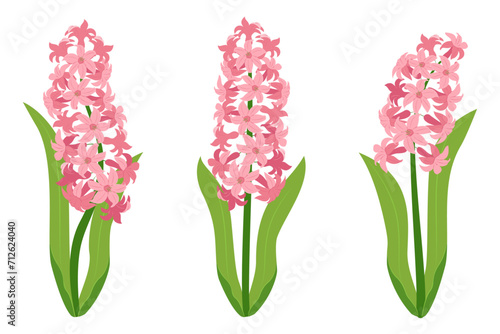 Hyacinth flowers. Set pink hyacinth flowers. isolated on a white background. Vector illustration photo