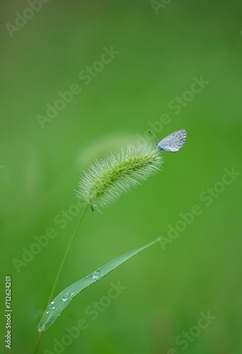 Vibrant blue butterfly perches on a single blade of grass, illuminated by a beam of golden sunlight.