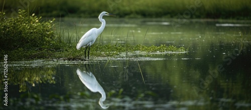 Elegant egret perched near water  white body contrasting with surrounding grass. Reflection in serene pond as it searches for food.