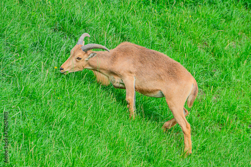 Barbary sheep, also known as aoudad is a species of caprine native to rocky mountains in North Africa. Six subspecies have been described. Although it is rare in its native North Africa. photo