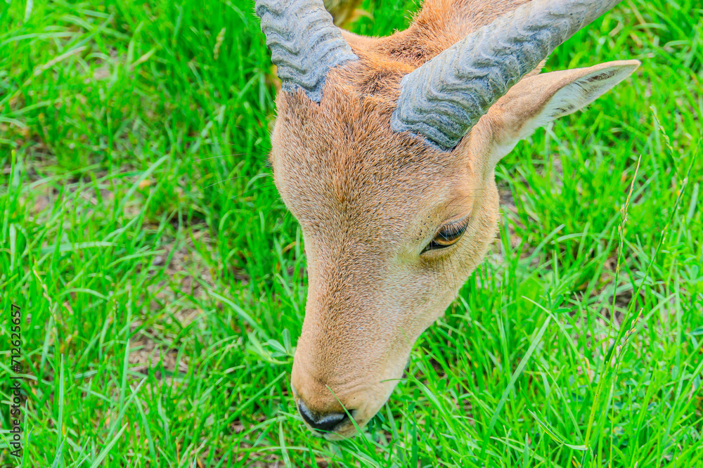 Cap Rine It Barbary sheep, also known as aoudad is a species of caprine native to ...