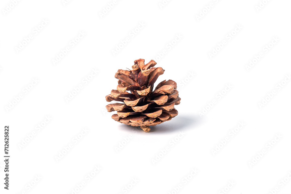 Pine tree cone isolated on white background. Pine tree cone isolated on white background.