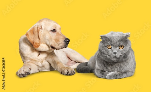 Happy sitting dog and cat posing at camera,