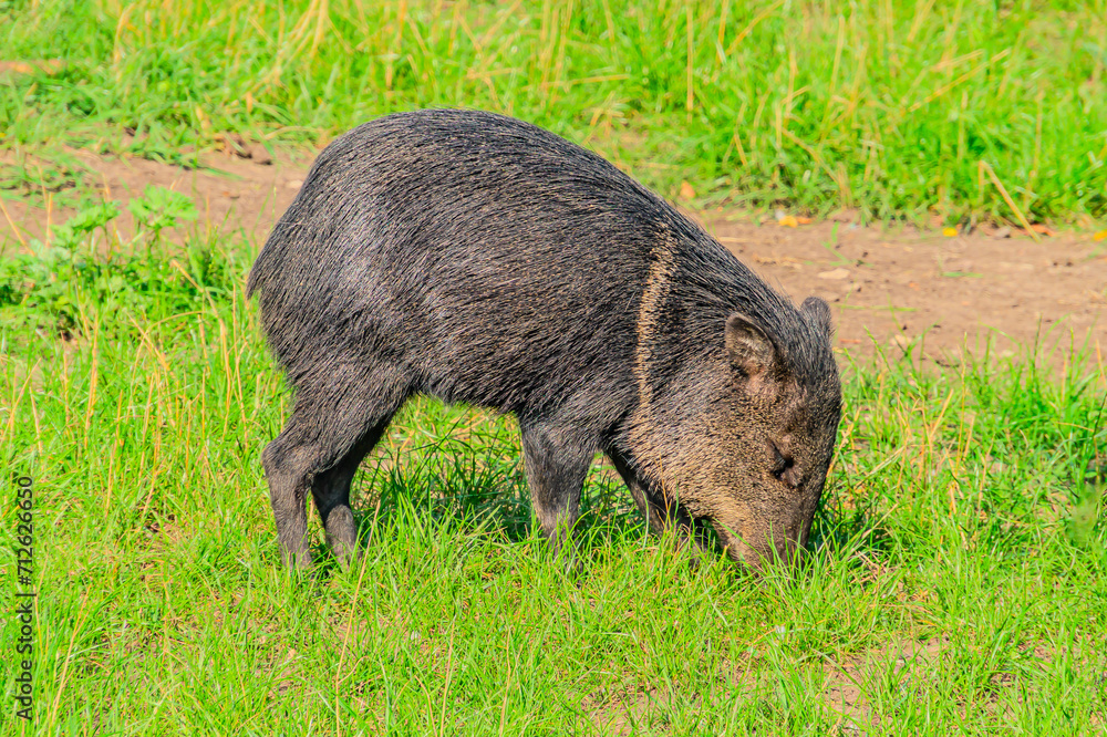 Closeup of Collared Peccary Pecari tajacu on grass and seen in profile Closeup of Collared Peccary Pecari tajacu on grass and seen in profile