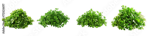 Chervil  Herbs Pile Of Heap Of Piled Up Together Hyperrealistic Highly Detailed Isolated On Transparent Background Png File