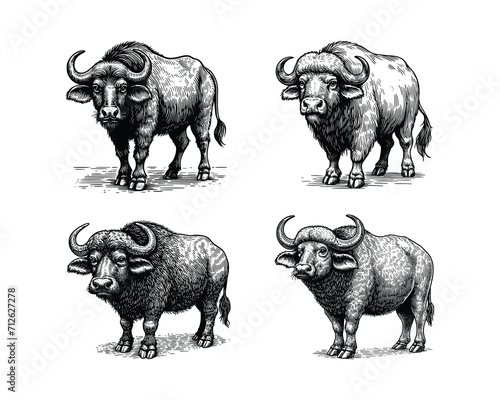 set of buffalo illustration. hand drawn buffalo black and white vector illustration. isolated white background