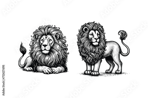 set of lions illustration. hand drawn lion black and white vector illustration. isolated white background