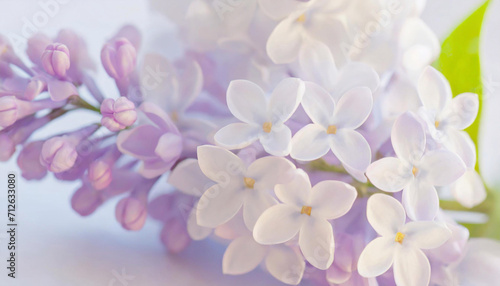 Fioletowe kwiaty bzu, kartka na sezon wiosenny z miejscem na tekst © anettastar