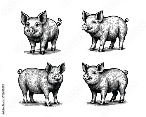 set of pigs illustration. hand drawn pig black and white vector illustration. isolated white background