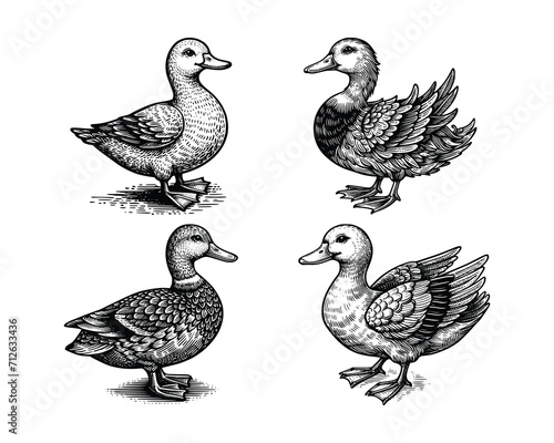 set of ducks  illustration. hand drawn duck black and white vector illustration. isolated white background