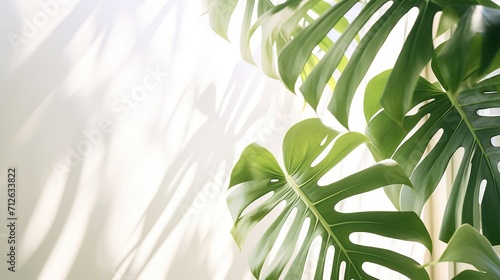 Shadows of monstera tree leaves  branches on a white wall. Summer background for display  sunlight overlay  empty copy space  horizontal