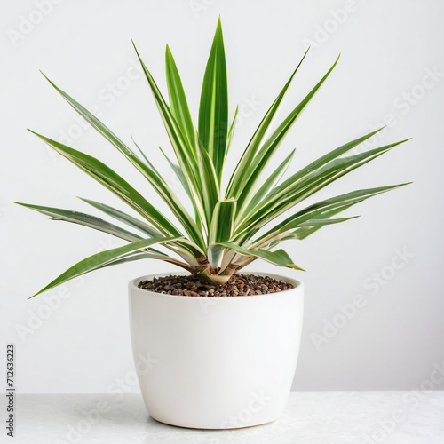  Illustration of potted dracaena marginata plant white flower pot dracaena marginata isolated white background indoor plants photo