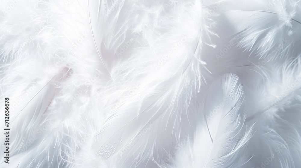 background of soft White feather texture background of soft White feather texture