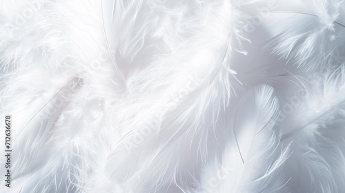 background of soft White feather texture © Ankit