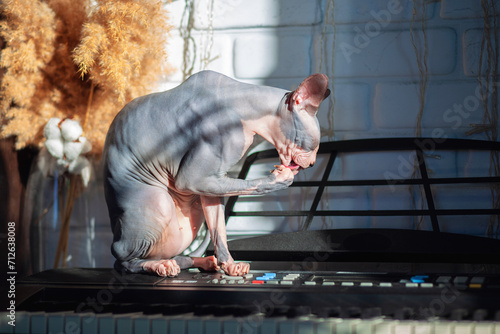 A Canadian Sphynx cat sits on the sun and licks its paw. Bald gray sphynx cat washes herself while sitting on a synthesizer in the rays of the hard sun