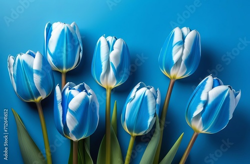 Blue tulips on the pink background. Valentines background. Beautiful Tulips flowers isolated on blue Background. Springtime flowers for Womens Day, Wedding, Birthday #712641652