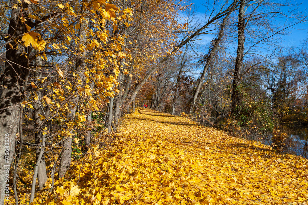 Sunny day in autumn, fallen yellow maple leaves in the park, Delaware Raritan Canal Sunny day in autumn, fallen yellow maple leaves in the park, Delaware Raritan Canal