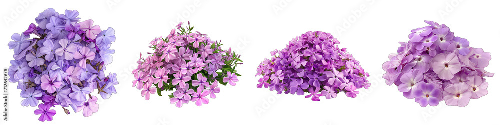 Woodland Phlox Flower Pile Of Heap Of Piled Up Together Hyperrealistic Highly Detailed Isolated On Transparent Background Png File
