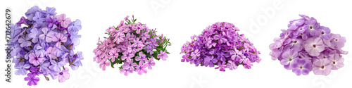 Woodland Phlox Flower Pile Of Heap Of Piled Up Together Hyperrealistic Highly Detailed Isolated On Transparent Background Png File