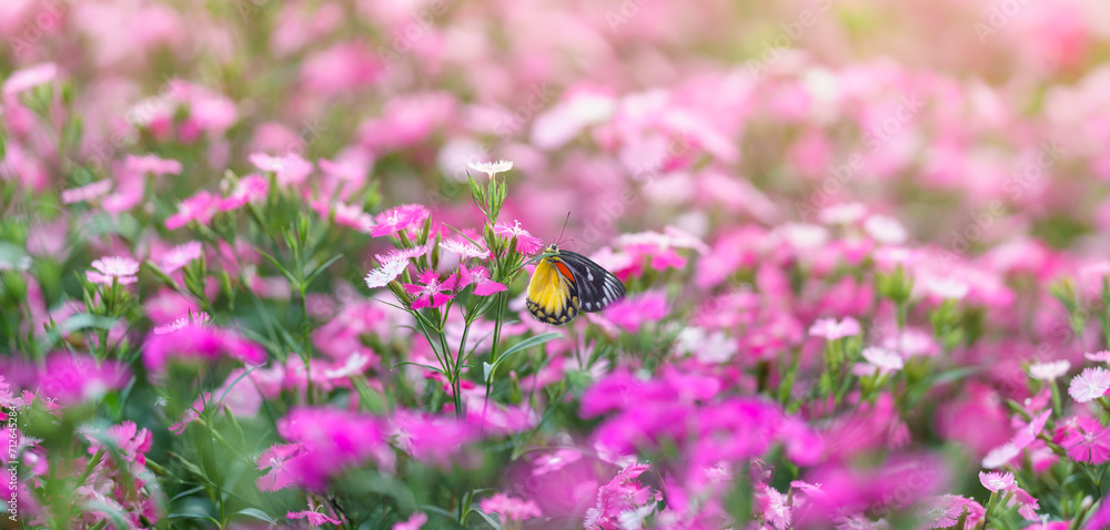 Beautiful yellow and black butterfly on pink flower and green nature blurred background in garden with copy space using as background insect, natural landscape, ecology, fresh cover page concept. Beautiful yellow and black butterfly on pink flower and green nature blurred background in garden with copy space using as background insect, natural landscape, ecology, fresh cover page concept.