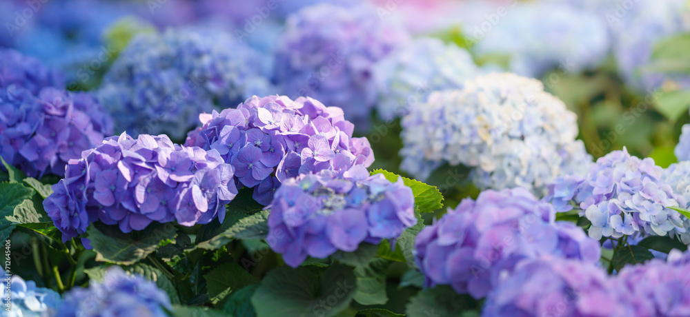 Closeup of field of purple and blue Hydrangea flower under sunlight with copy space background natural green plants landscape, ecology wallpaper cover page concept. Closeup of field of purple and blue Hydrangea flower under sunlight with copy space background natural green plants landscape, ecology wallpaper cover page concept.
