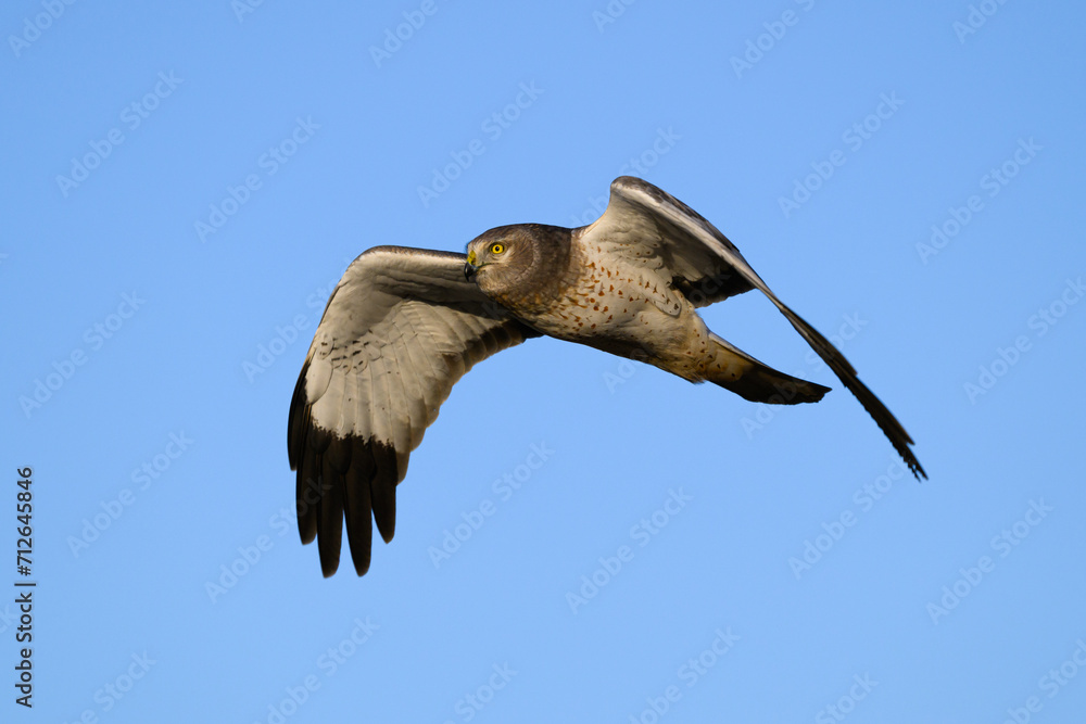 Fototapeta premium Wintering male northen harrier in flight with yellow eye isolated against blue sky