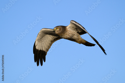 Wintering male northen harrier in flight with yellow eye isolated against blue sky