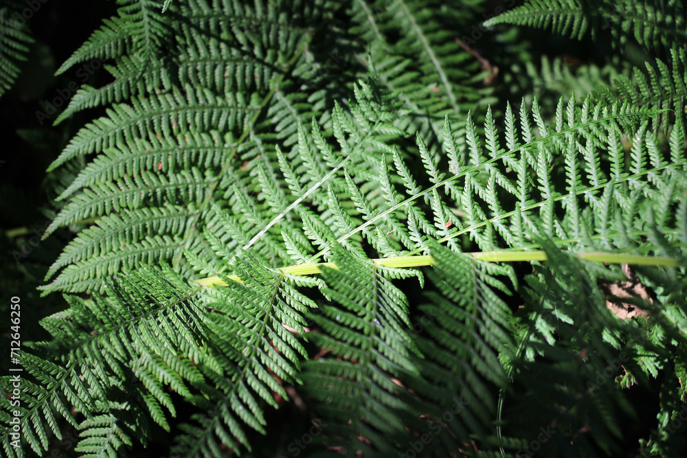 Athyrium filix-femina fern grows in nature Athyrium filix-femina fern grows in nature