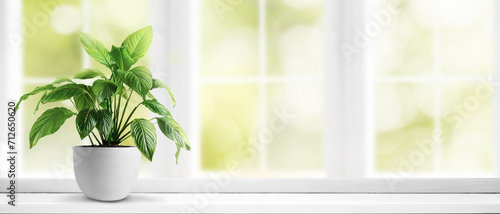 White Pot with home plant on white windowsill and blurred window background