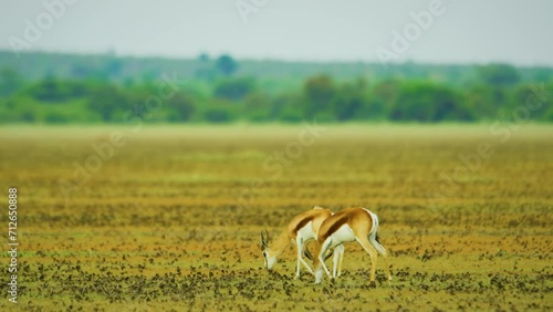 Two Springbok antelopes (Antidorcas marsupialis) grazing in Savanah, an easy target for predators.  photo