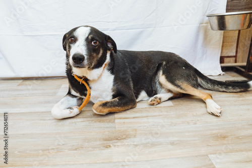 Photography Sad dog in a shelter
