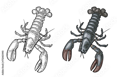 Lobster isolated on white background. Vector color vintage engraving