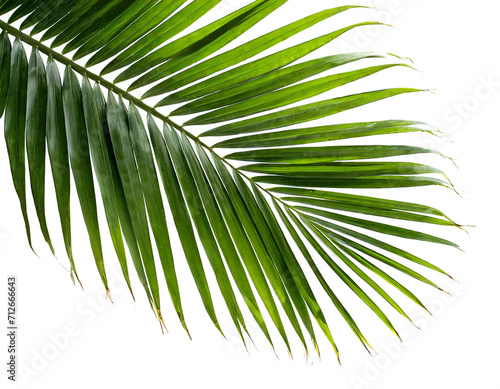 Palmeblatt isoliert auf weißen Hintergrund, Freisteller