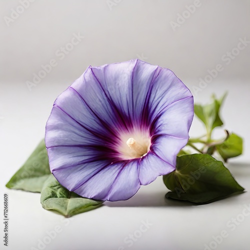 Vibrant Morning Glory Flower with Purple Petals and Green Leaves on a Neutral Background photo