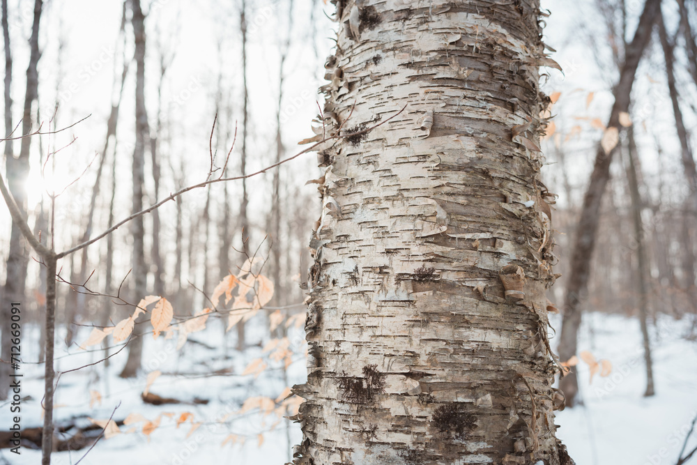 Fototapeta premium Birch tree bark closeup in winter