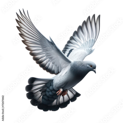 a pigeon in flight, isolated on transparent background.