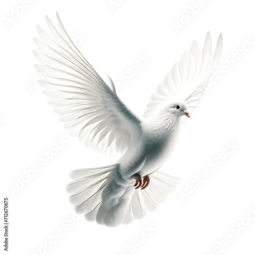 white pigeon in flight, isolated on transparent background.